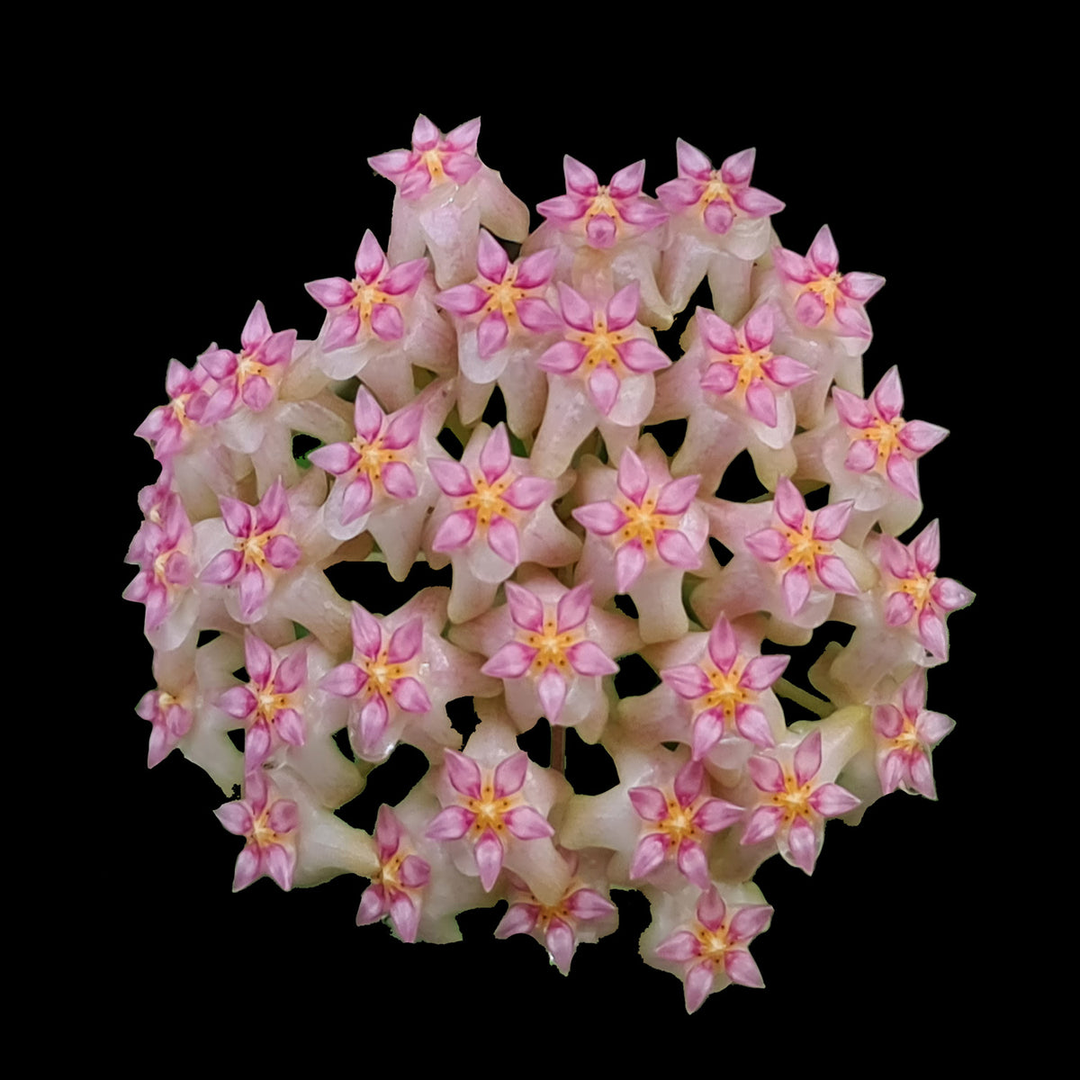Pink flower cluster of Hoya parasitica ‘Pink’ H168.