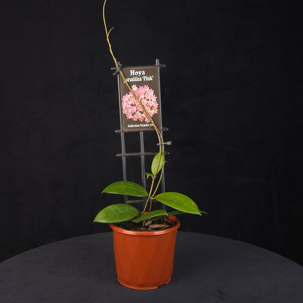Hoya parasitica ‘Pink’ H168 potted plant growing on a black trellis.