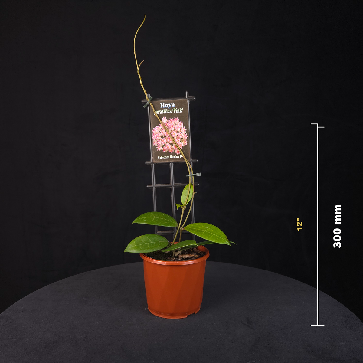 Hoya parasitica ‘Pink’ H168 potted plant shown with size reference.