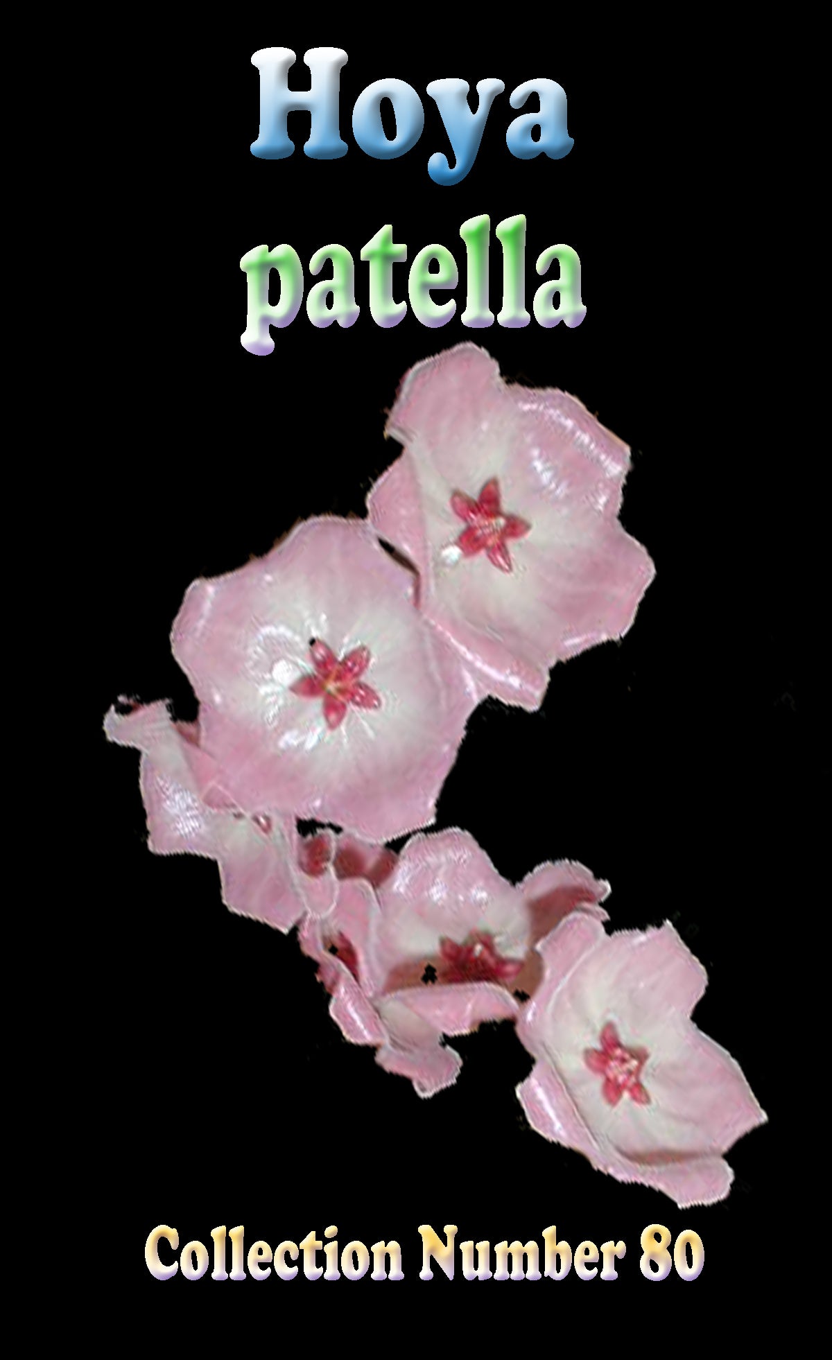 Hoya patella H080 showing pale pink flowers with red centres