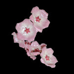 Hoya patella H080 with large pale pink flowers