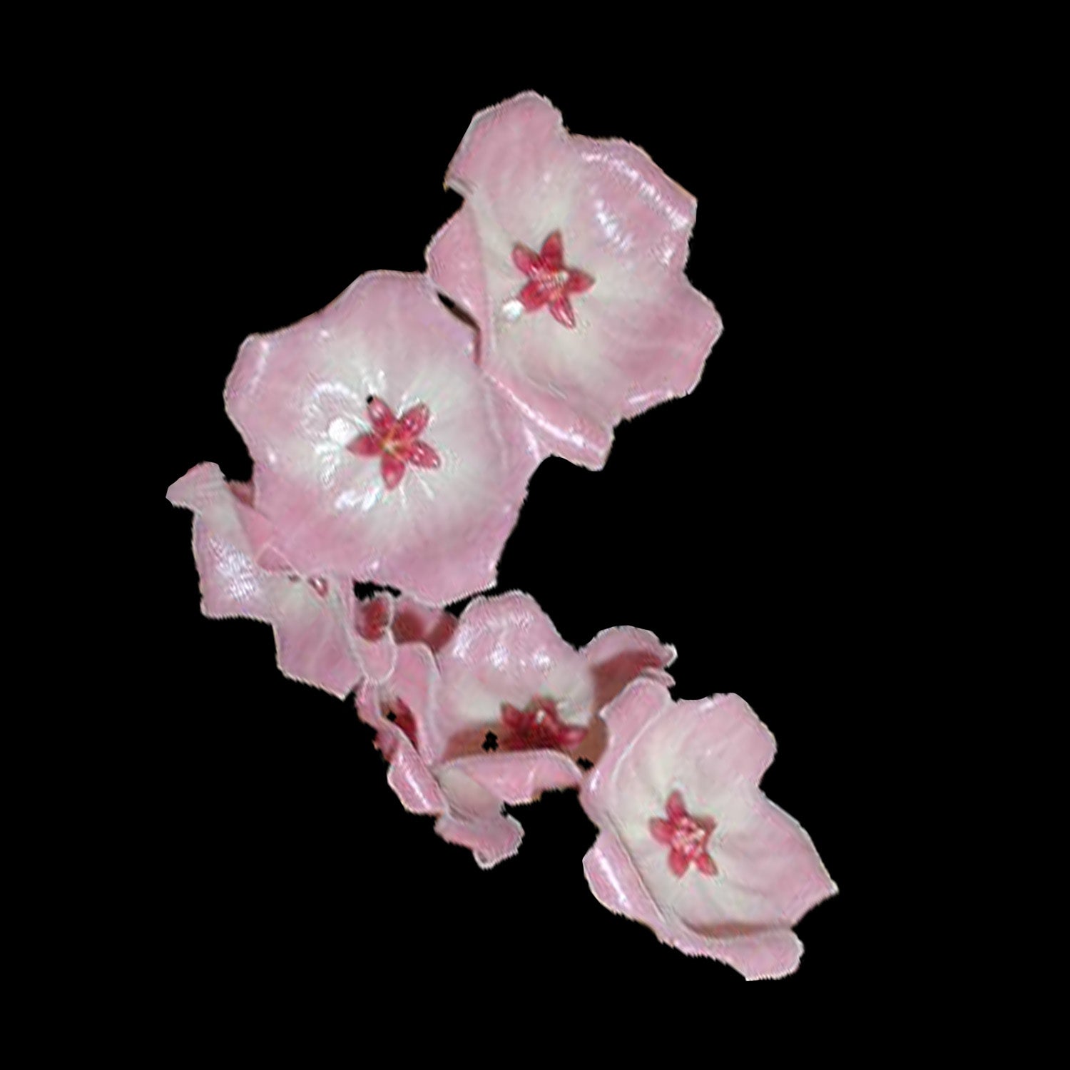 Hoya patella H080 with large pale pink flowers