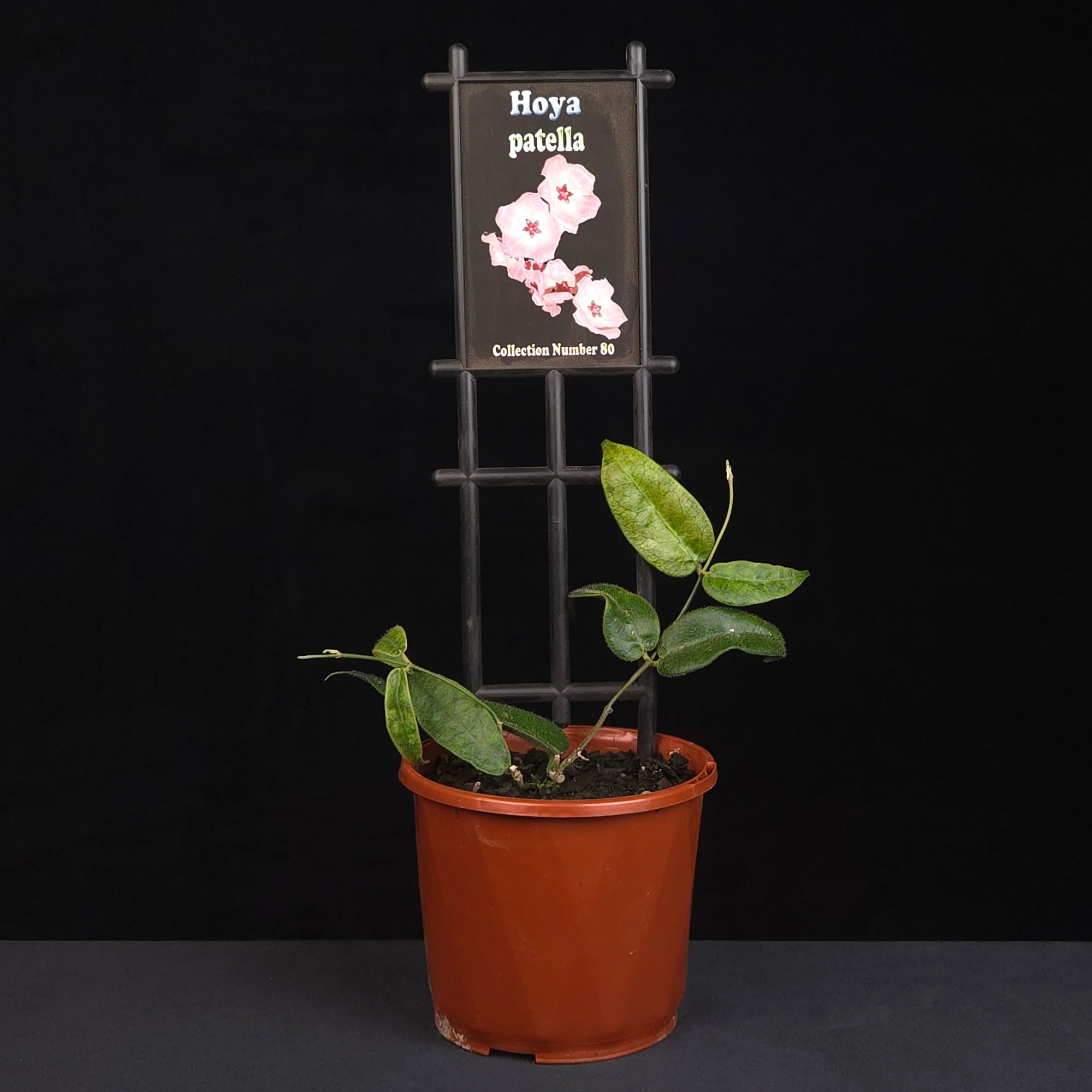 Hoya patella H080 growing on support in nursery pot