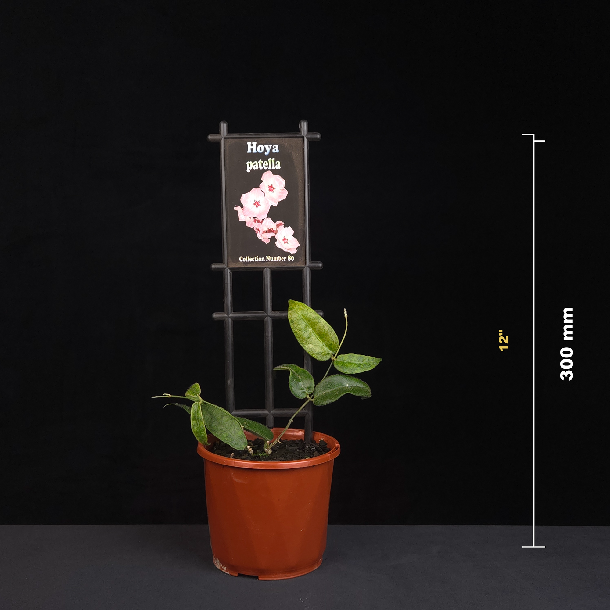 Hoya patella H080 potted plant shown with size reference