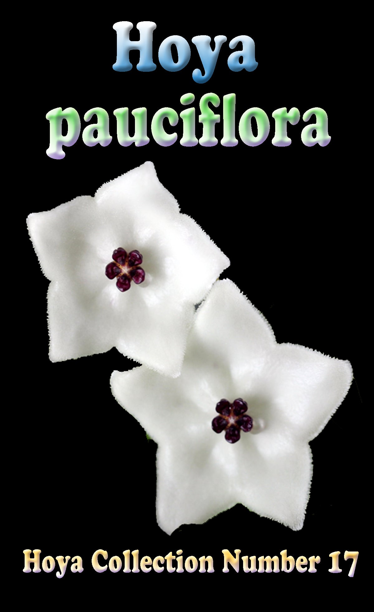 Hoya pauciflora H017 showing white flowers with dark centres
