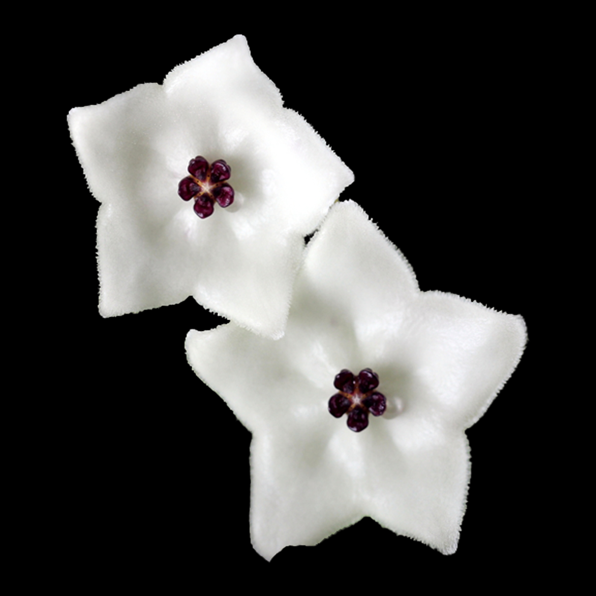 Hoya pauciflora H017 with white flowers and dark maroon centres