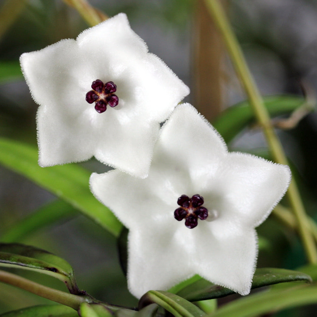 Hoya pauciflora H017 flowering with white star-shaped blooms