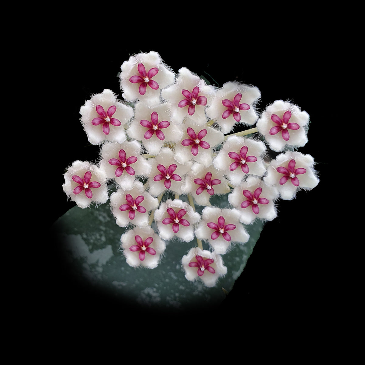 Hoya phuwuaensis (WA Prohibited) H149 flower cluster
