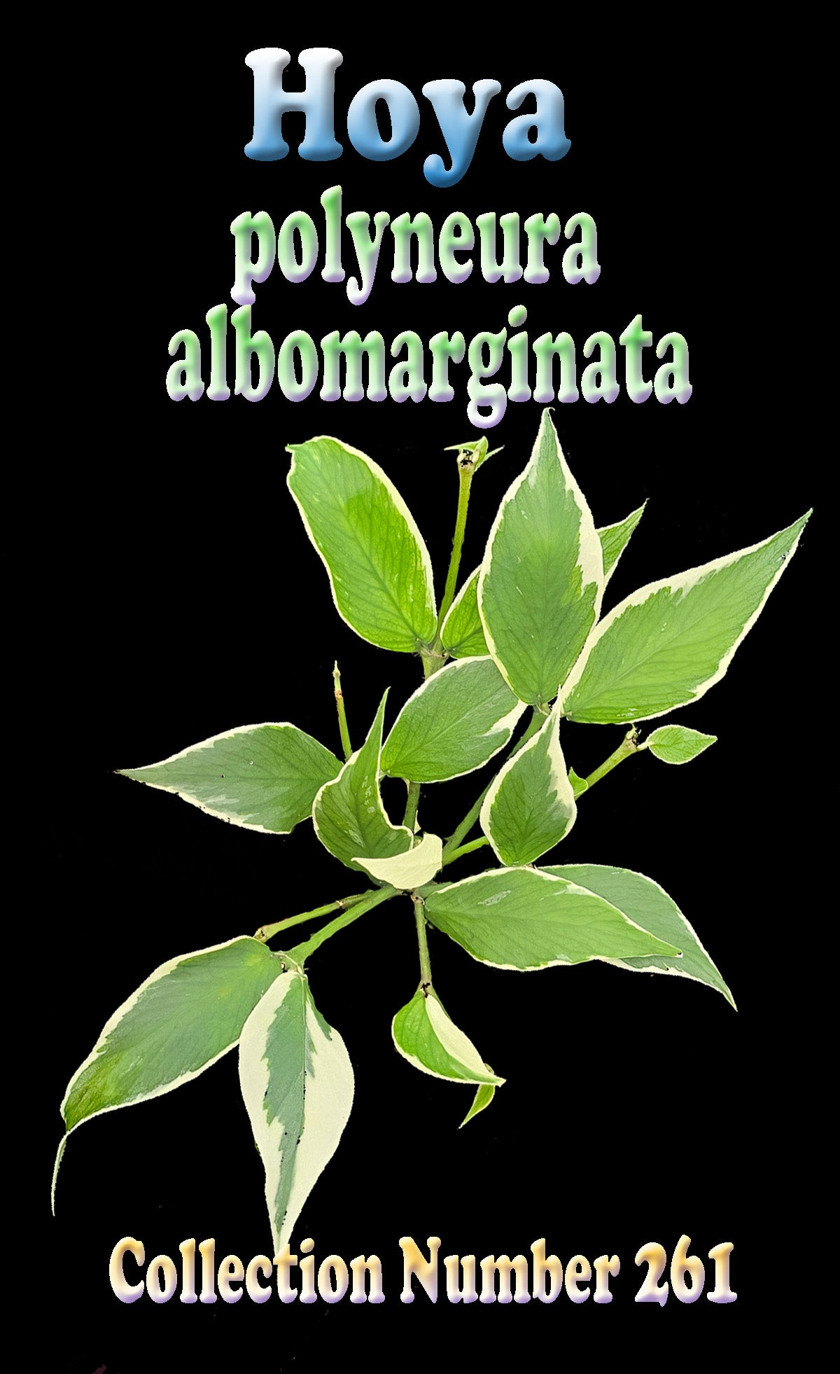 hoya-polyneura-albomarginata-h261-feature-image