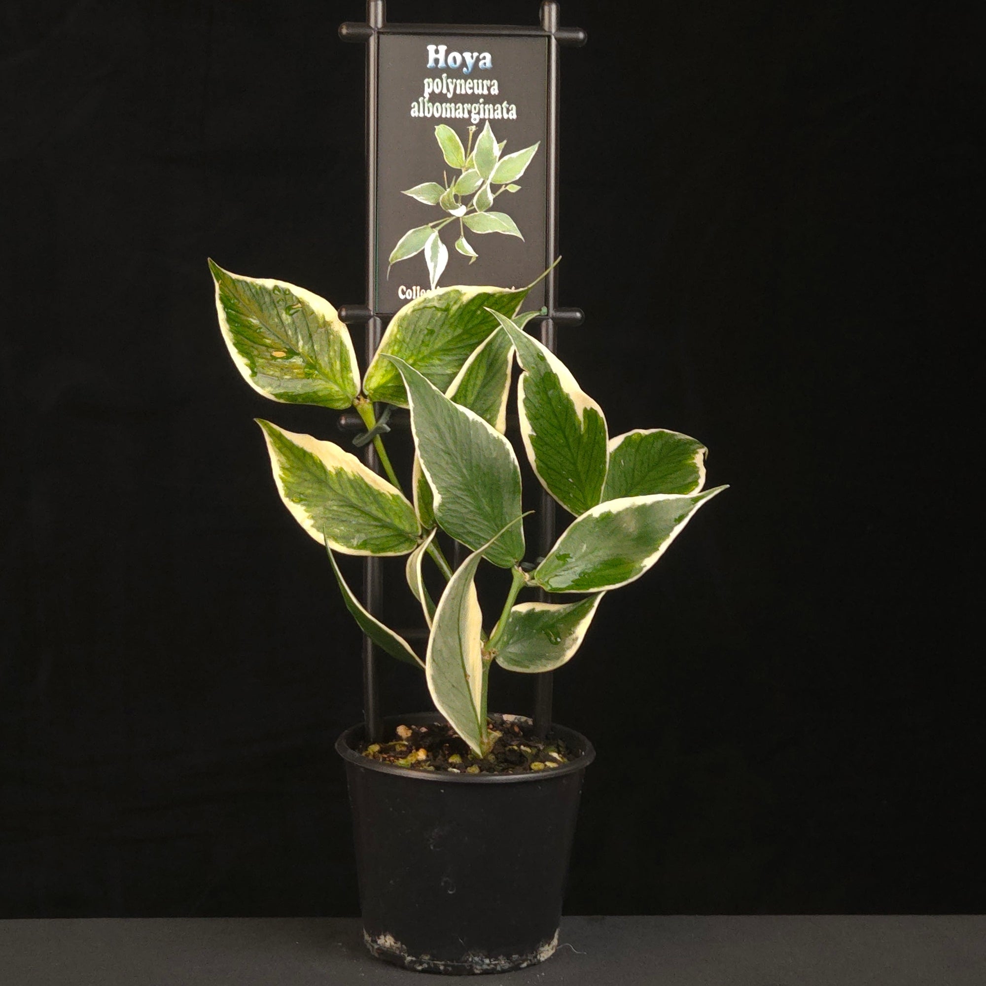 hoya-polyneura-albomarginata-h261-potted-plant