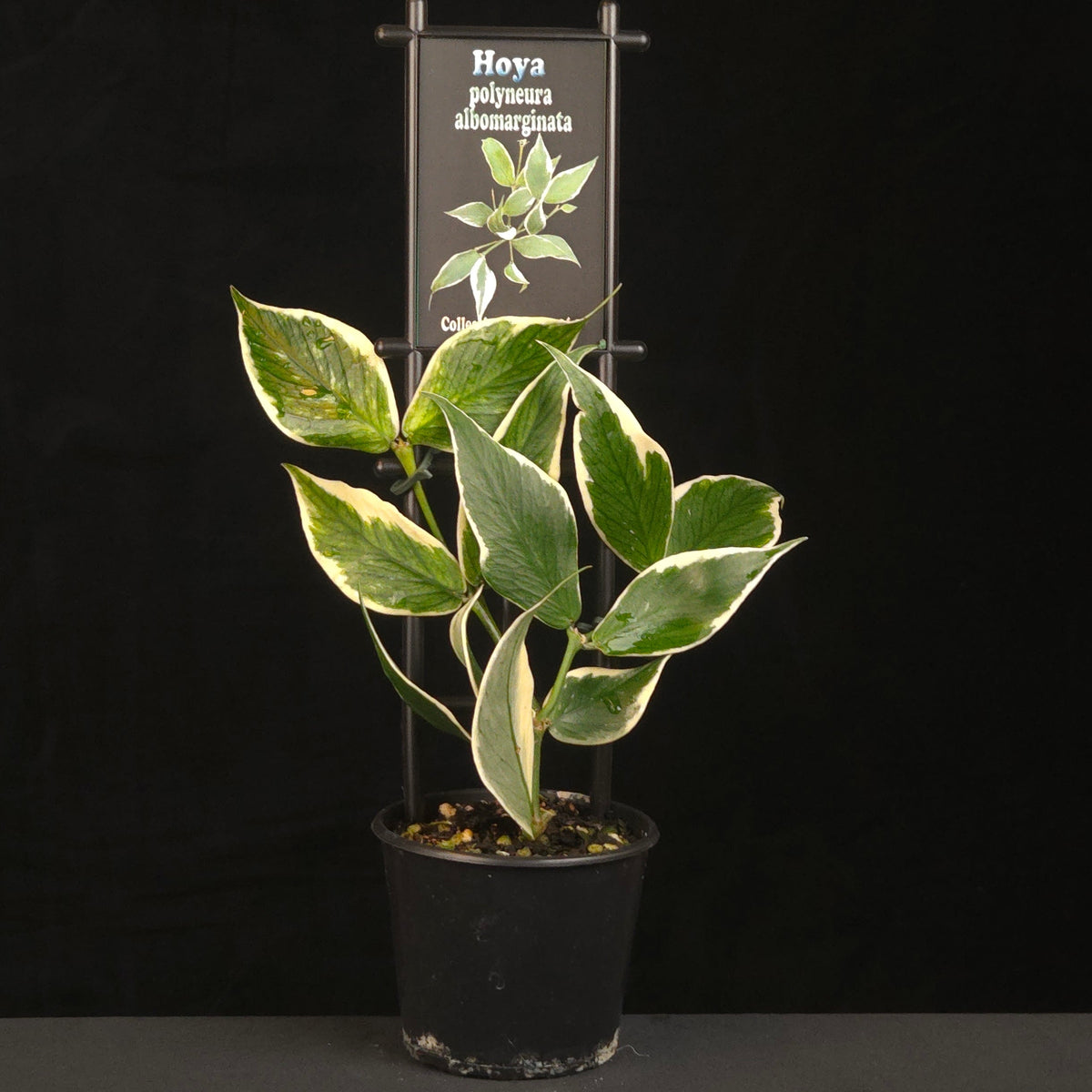 hoya-polyneura-albomarginata-h261-potted-plant