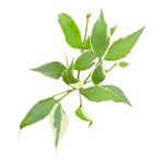 Hoya polyneura albomarginata H261 with cream margined green leaves