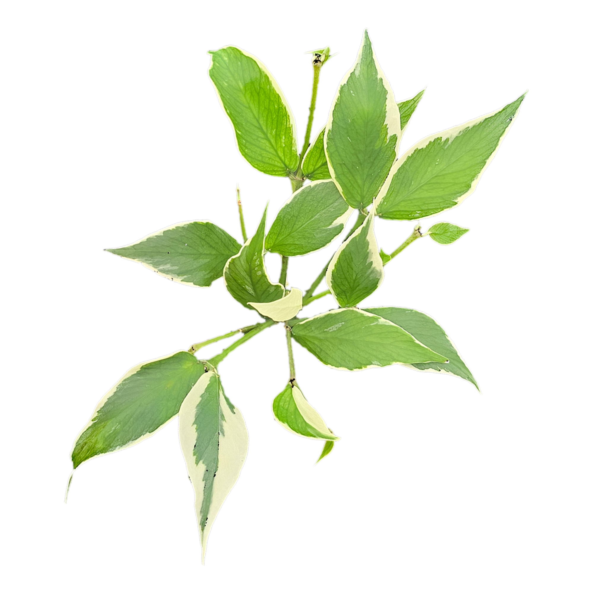 Hoya polyneura albomarginata H261 with cream margined green leaves