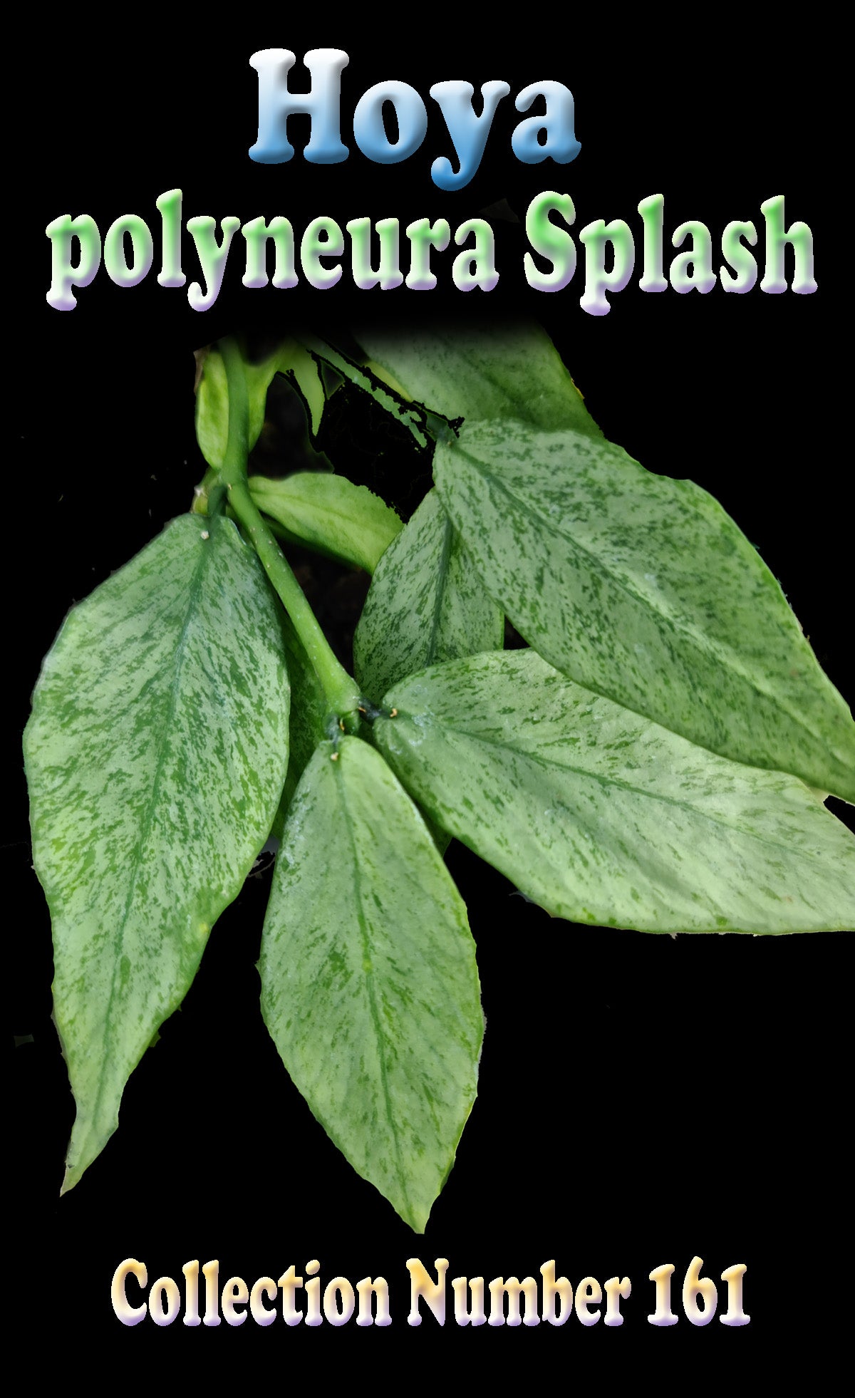 Hoya polyneura 'Splash' H161 feature image showing patterned foliage