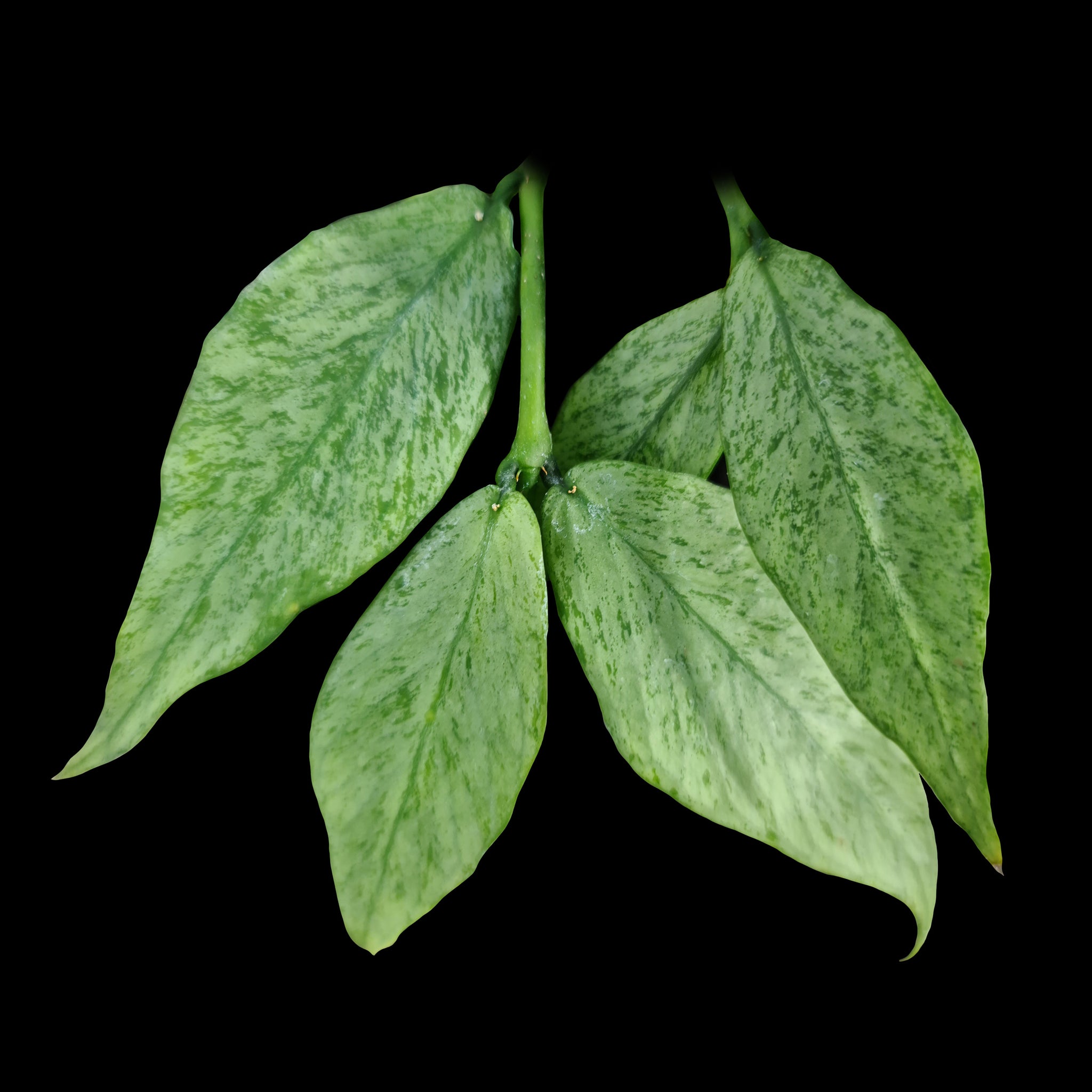 Hoya polyneura 'Splash' H161 showing silver-speckled green foliage
