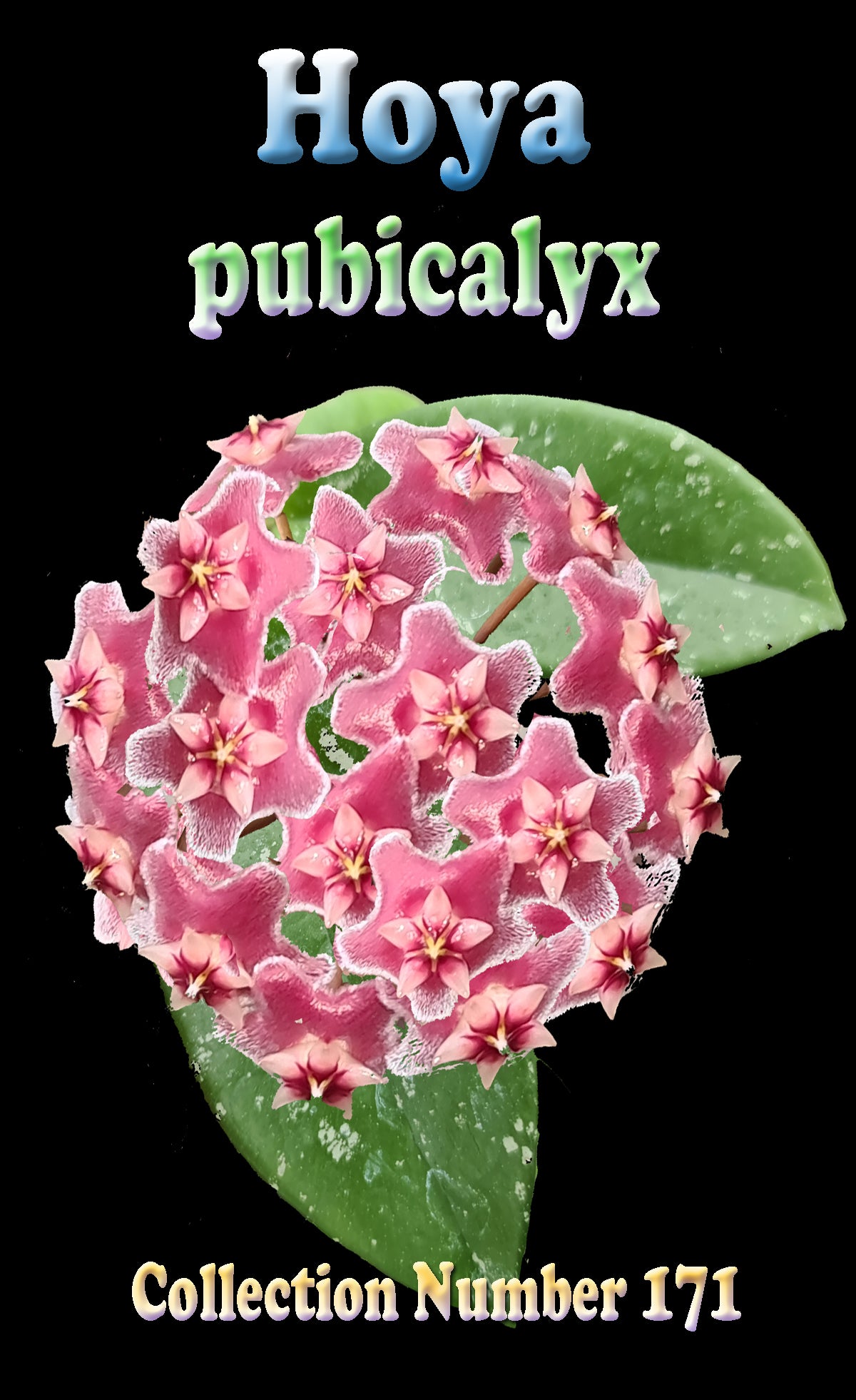 Pink flowers and identification label for Hoya pubicalyx H171.