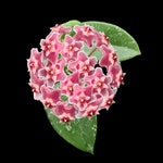 Pink flower cluster and silver-splashed foliage of Hoya pubicalyx H171.