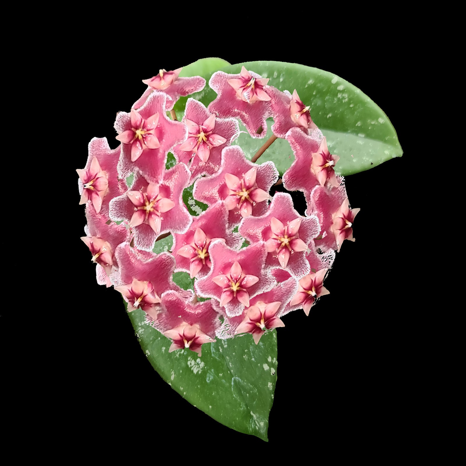 Pink flower cluster and silver-splashed foliage of Hoya pubicalyx H171.