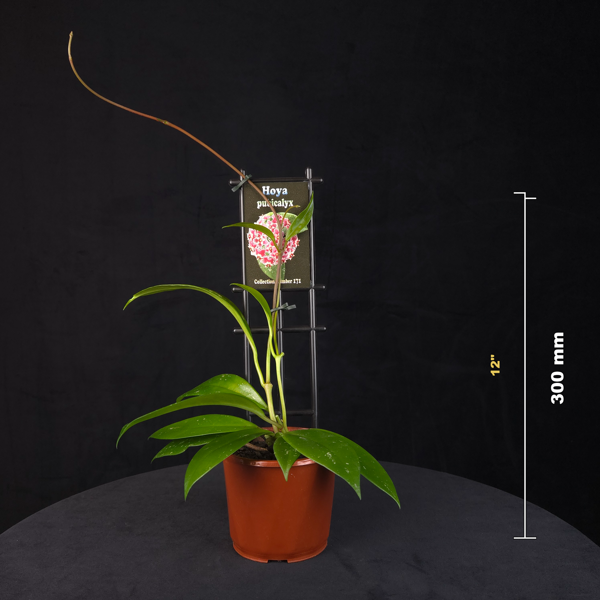 Hoya pubicalyx H171 potted plant shown with size reference.