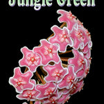 Hoya pubicalyx ‘Jungle Green’ flower cluster feature image