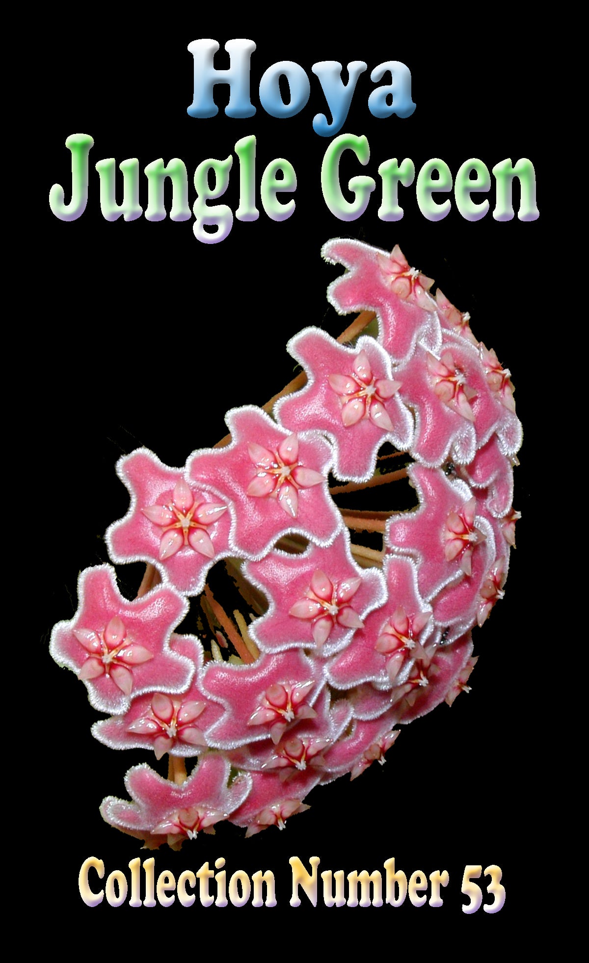 Hoya pubicalyx ‘Jungle Green’ flower cluster feature image