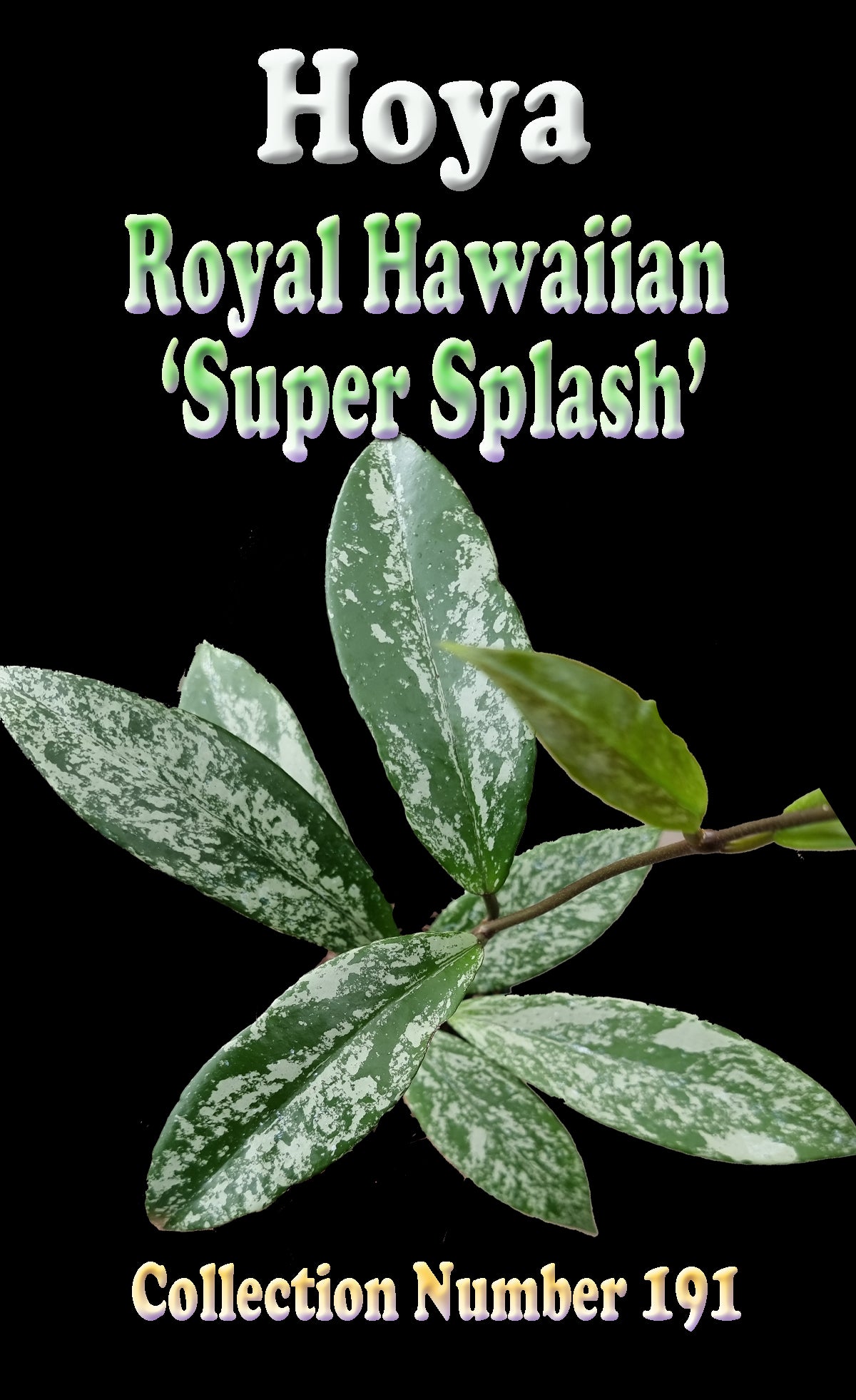 Hoya pubicalyx Royal Hawaiian ‘Super Splash’ H191 feature image showing heavily silver-splashed foliage.