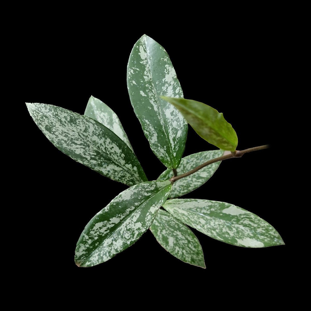 Silver-splashed foliage of Hoya pubicalyx Royal Hawaiian ‘Super Splash’ H191.