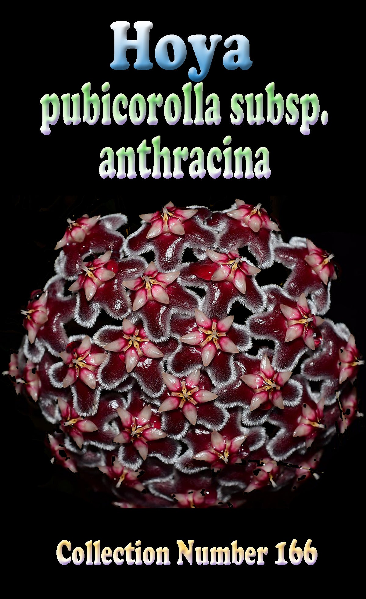 Hoya pubicorolla subsp. anthracina H166 showing dense dark flowers
