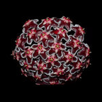 Hoya pubicorolla subsp. anthracina H166 with dark red flower cluster