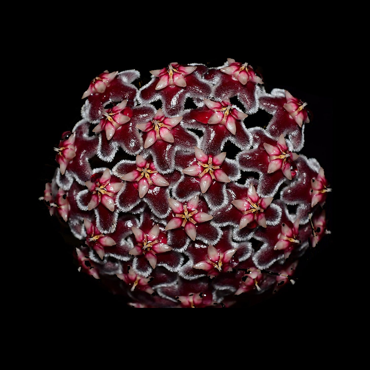 Hoya pubicorolla subsp. anthracina H166 with dark red flower cluster
