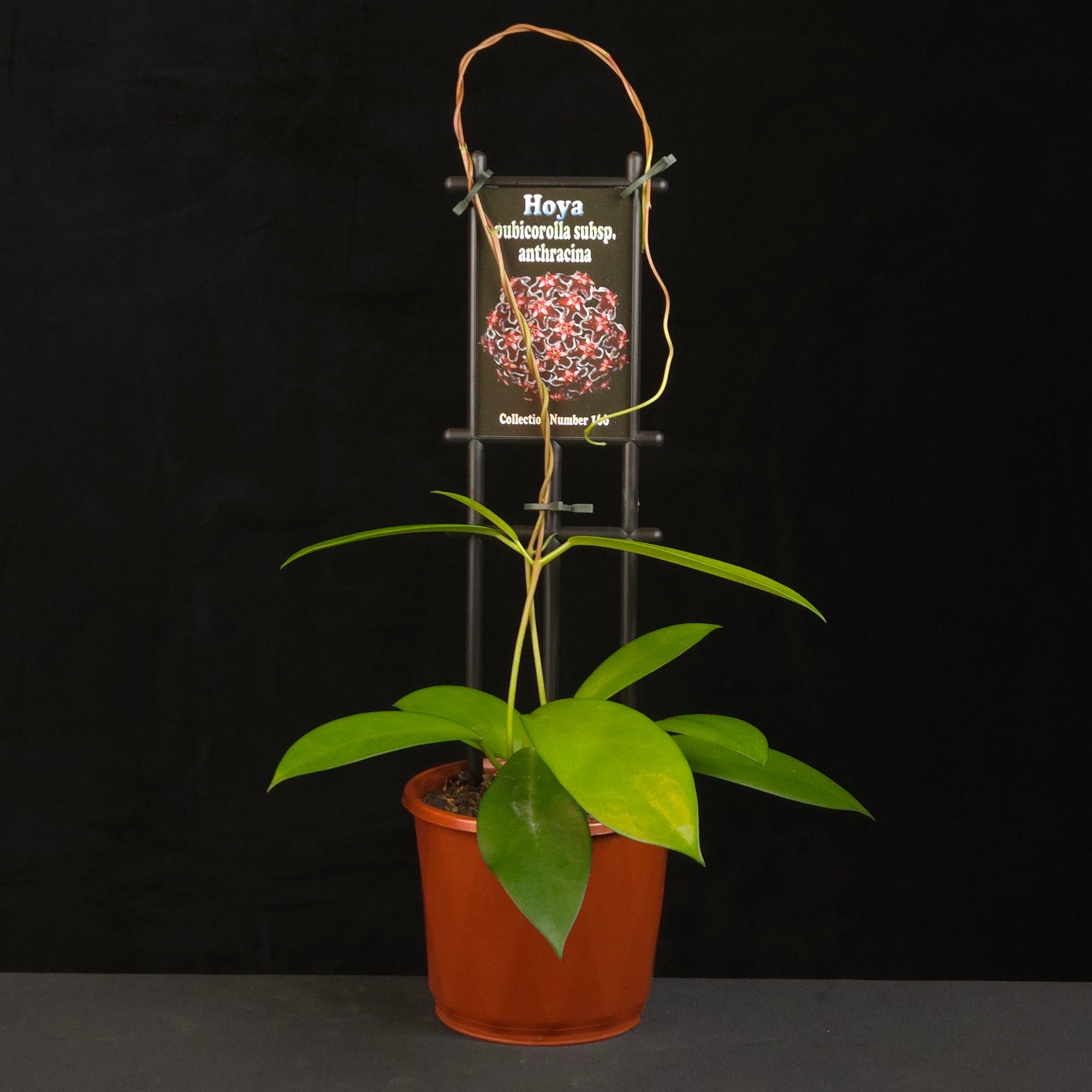 Hoya pubicorolla subsp. anthracina H166 growing on support in nursery pot