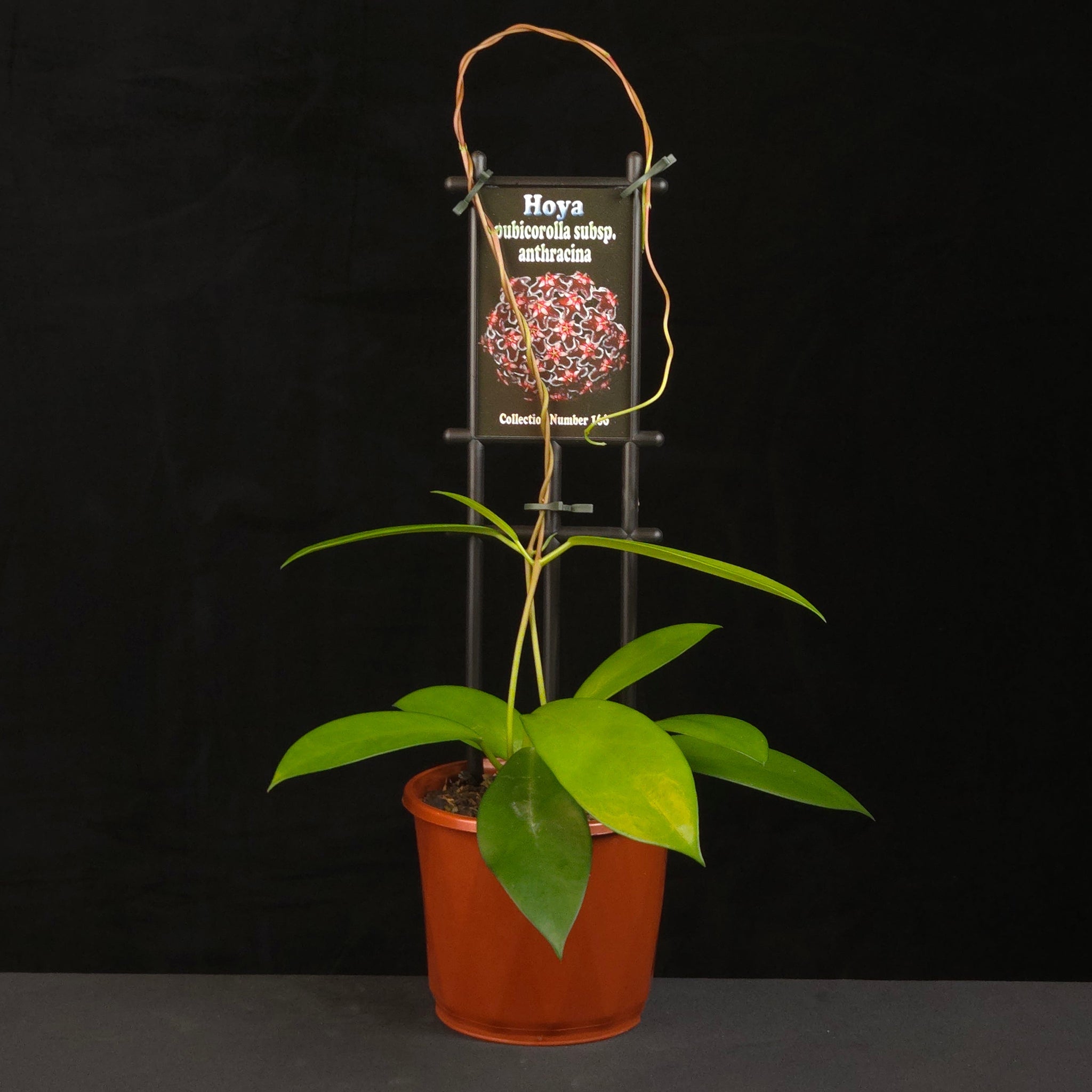 Hoya pubicorolla subsp. anthracina H166 growing on support in nursery pot