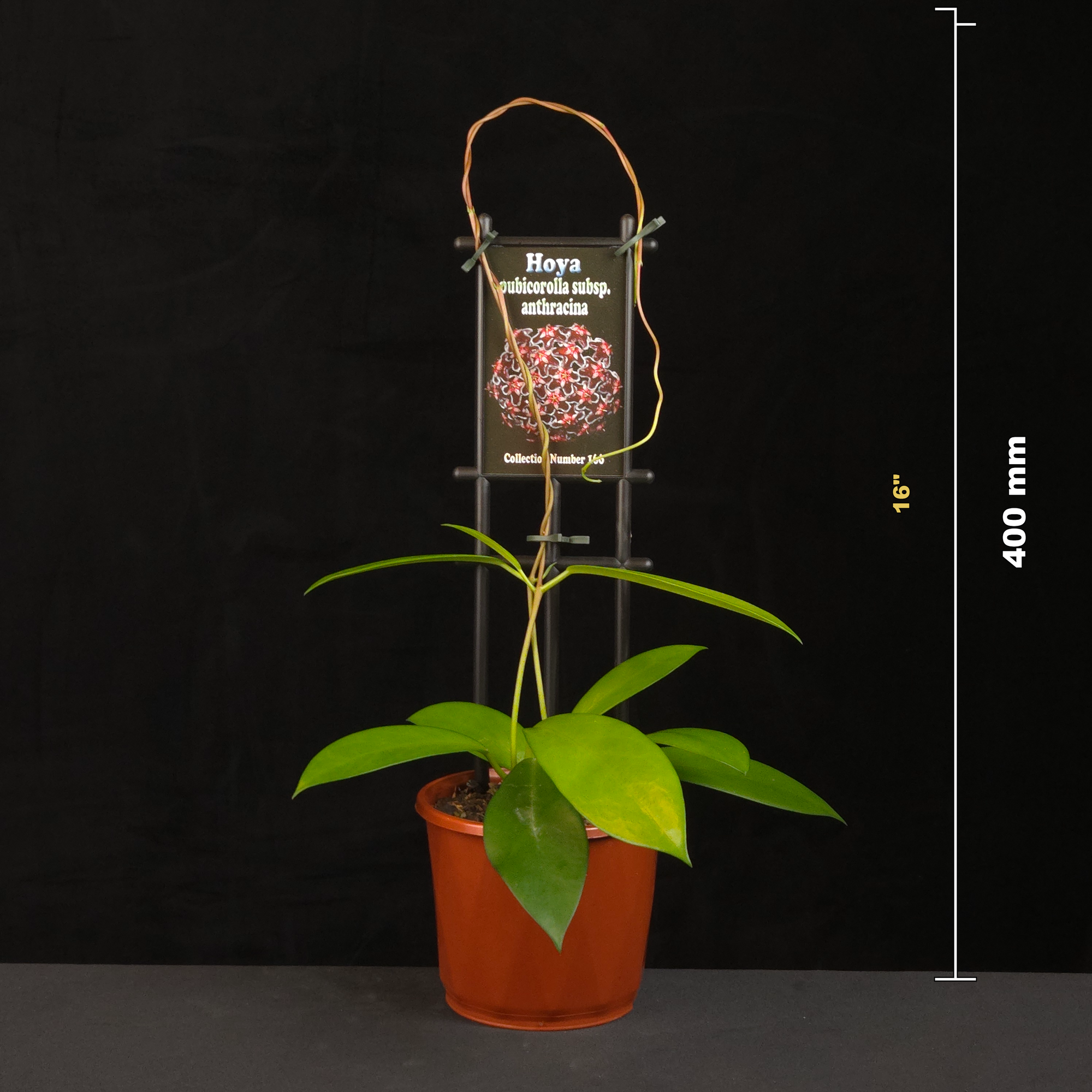 Hoya pubicorolla subsp. anthracina H166 potted plant with size reference