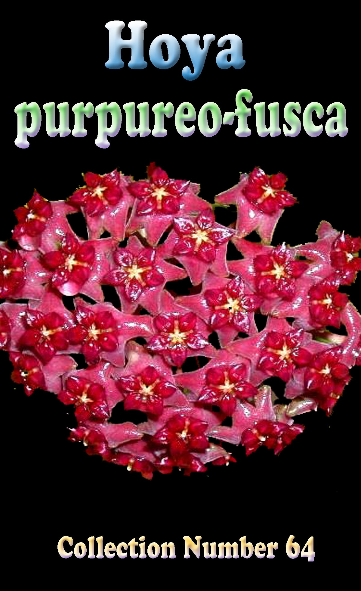 Hoya purpureo-fusca H064 feature image showing red flowers