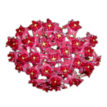 Hoya purpureo-fusca H064 showing dense red flower cluster
