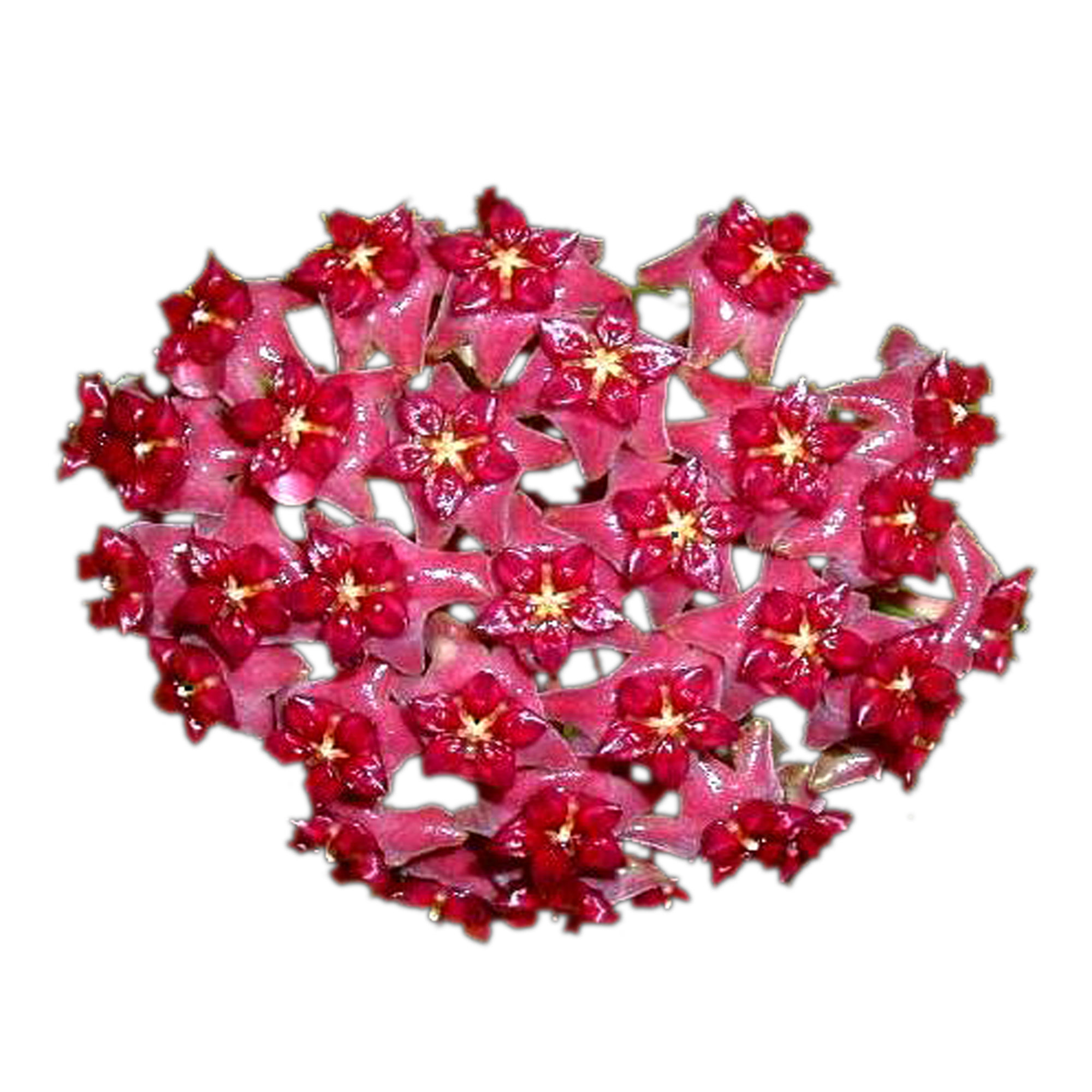 Hoya purpureo-fusca H064 showing dense red flower cluster
