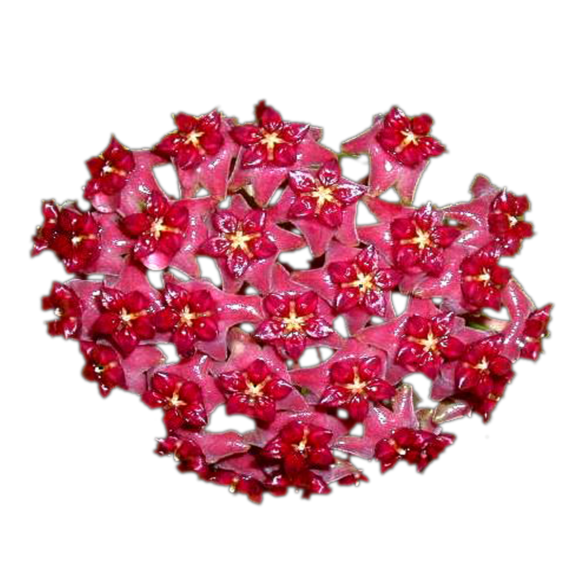 Hoya purpureo-fusca H064 showing dense red flower cluster