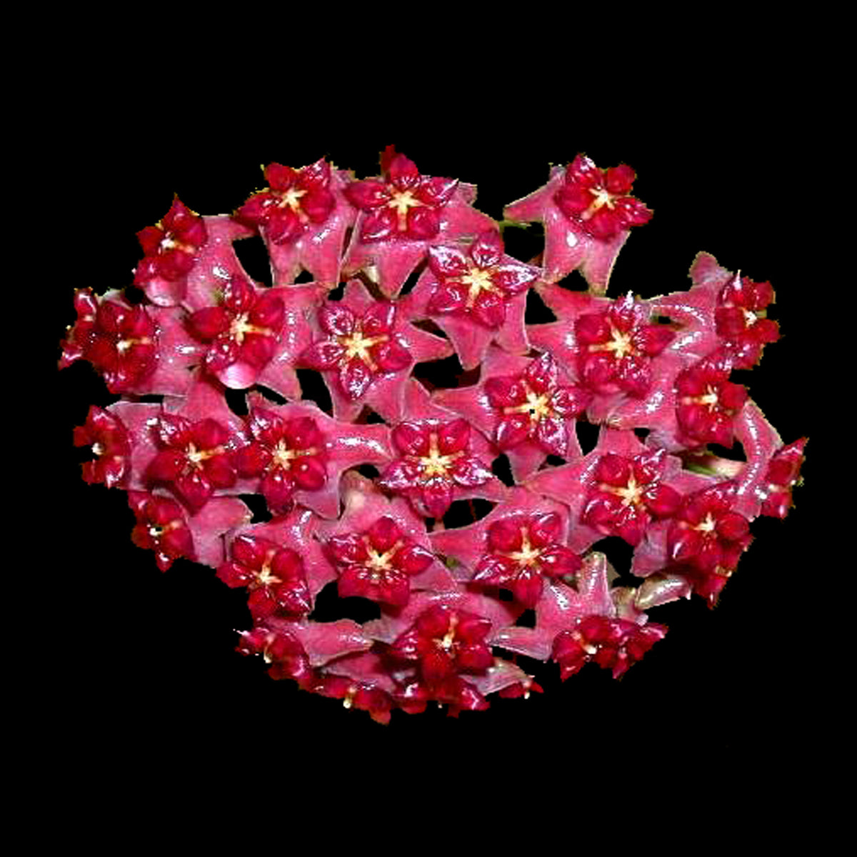 Hoya purpureo-fusca H064 red flower cluster on black background