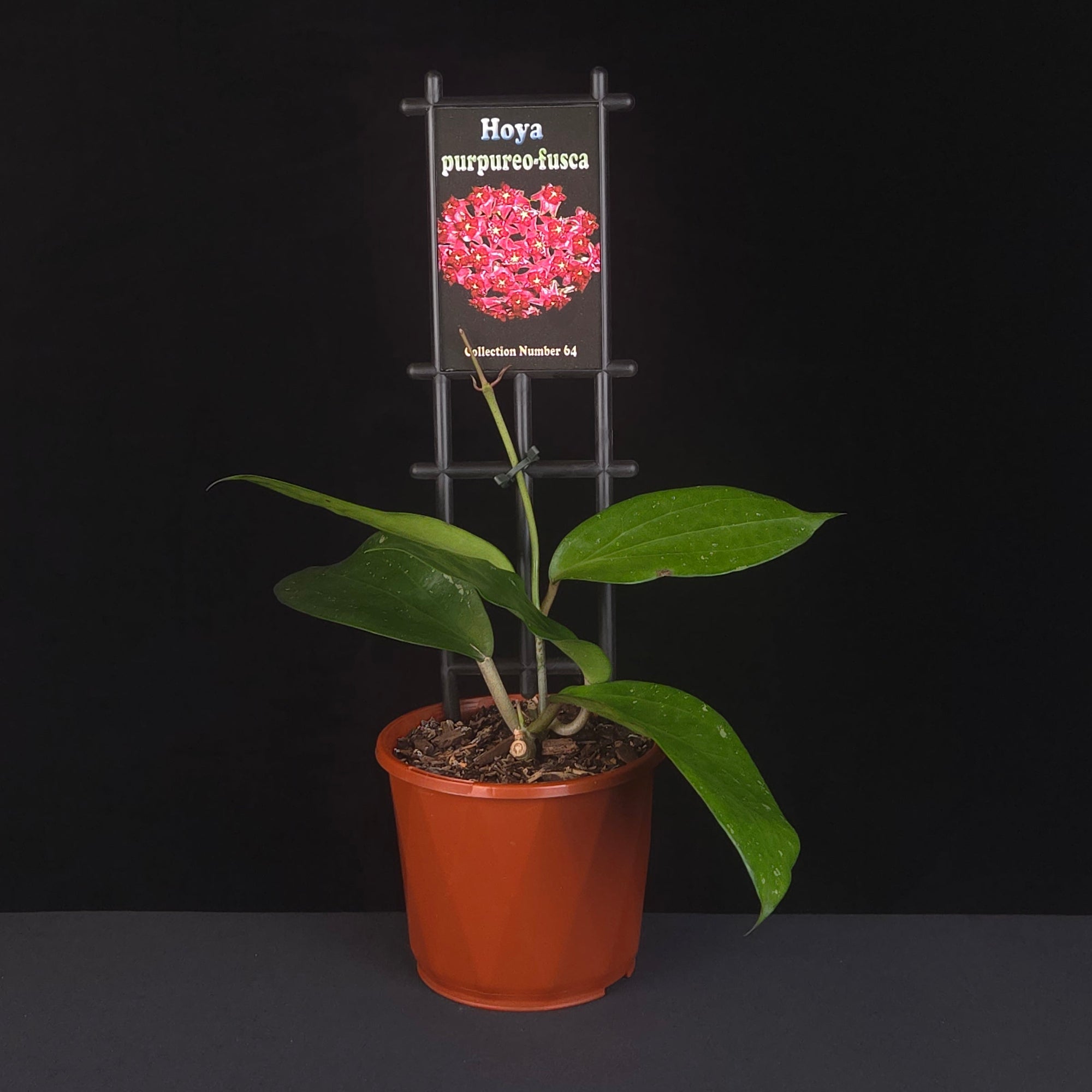 Hoya purpureo-fusca H064 growing on support in nursery pot