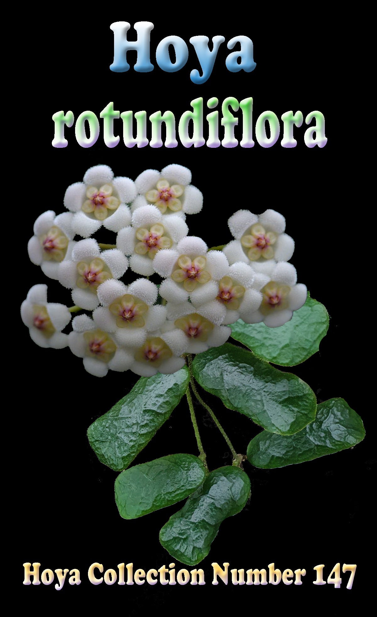 Hoya rotundiflora H147 showing clustered white and pink flowers
