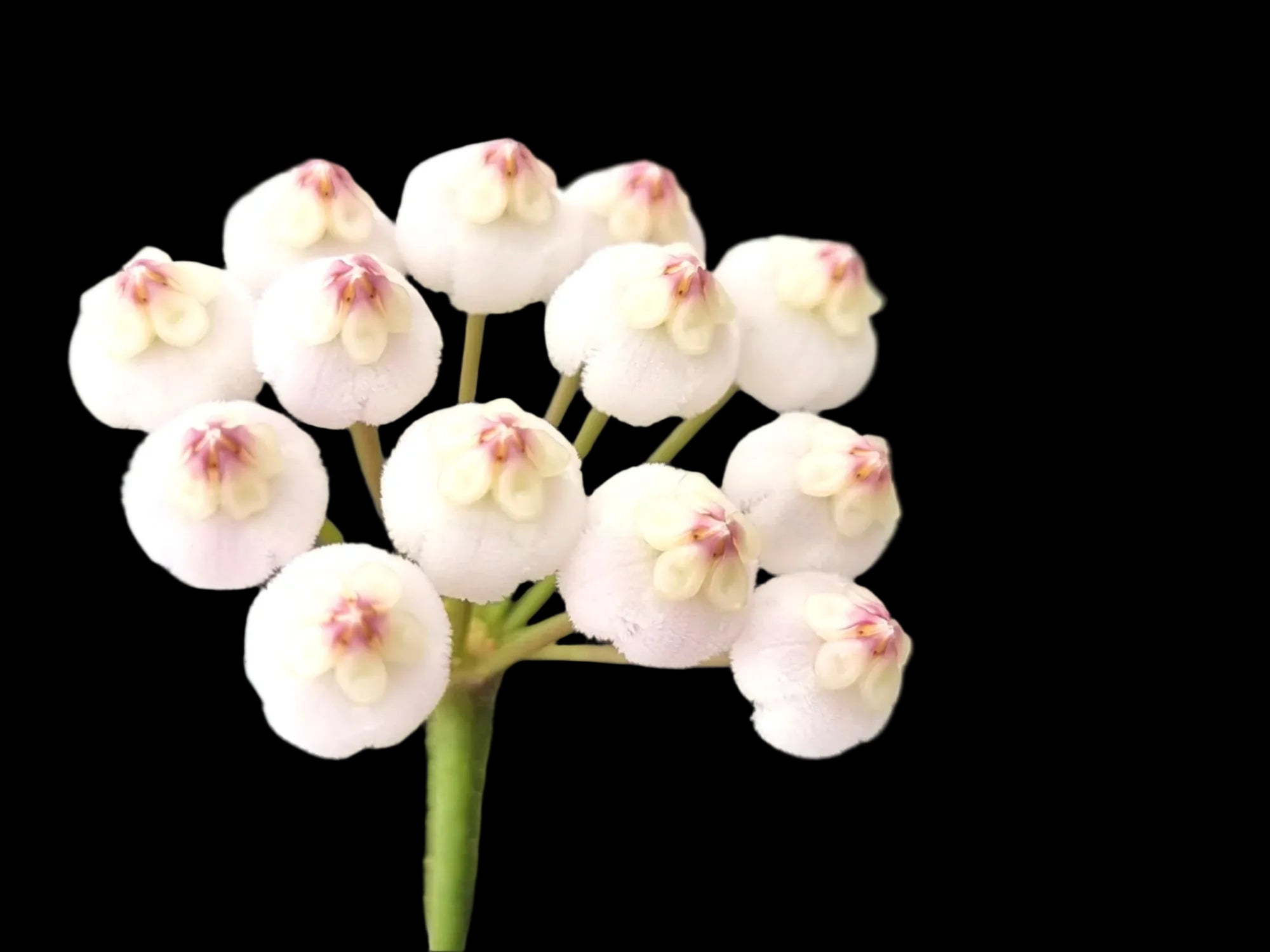 Hoya rotundiflora H147 close-up of white flowers with pink centres
