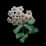 Hoya rotundiflora H147 with white flowers and pink centres