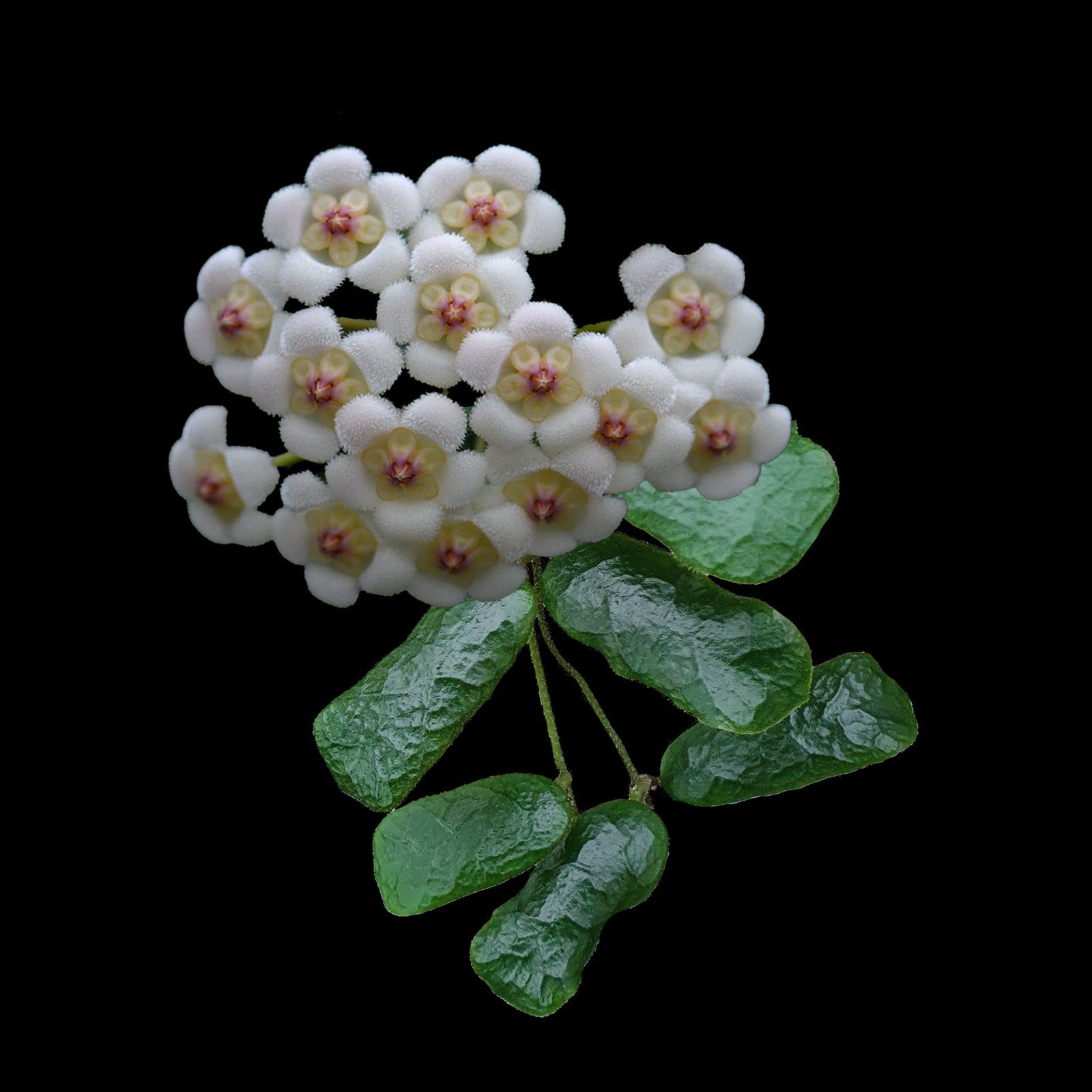 Hoya rotundiflora H147 with white flowers and pink centres