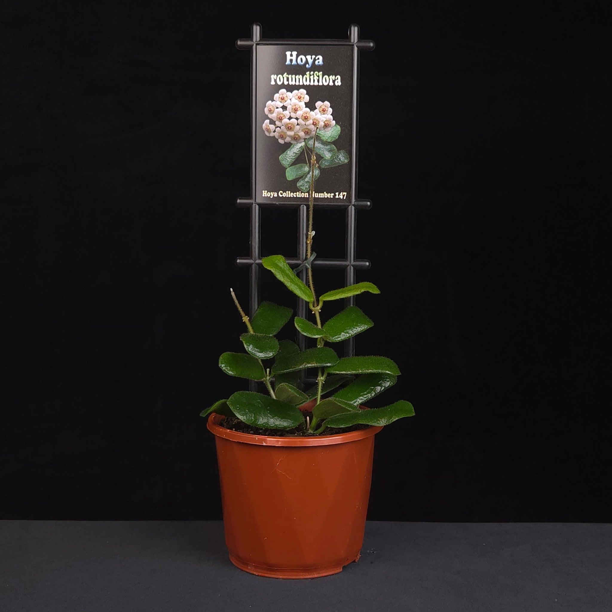 Hoya rotundiflora H147 growing on support in nursery pot