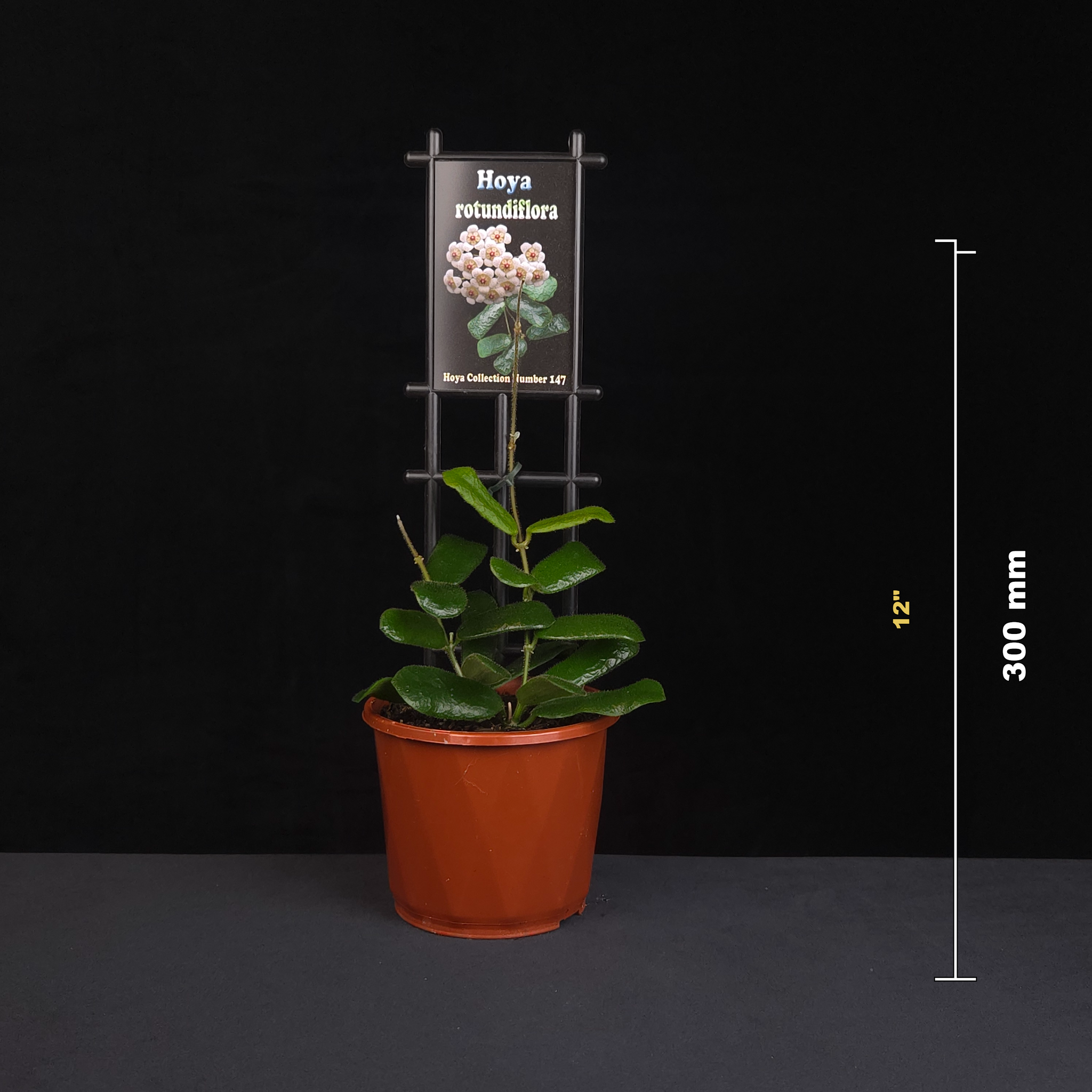 Hoya rotundiflora H147 potted plant shown with size reference