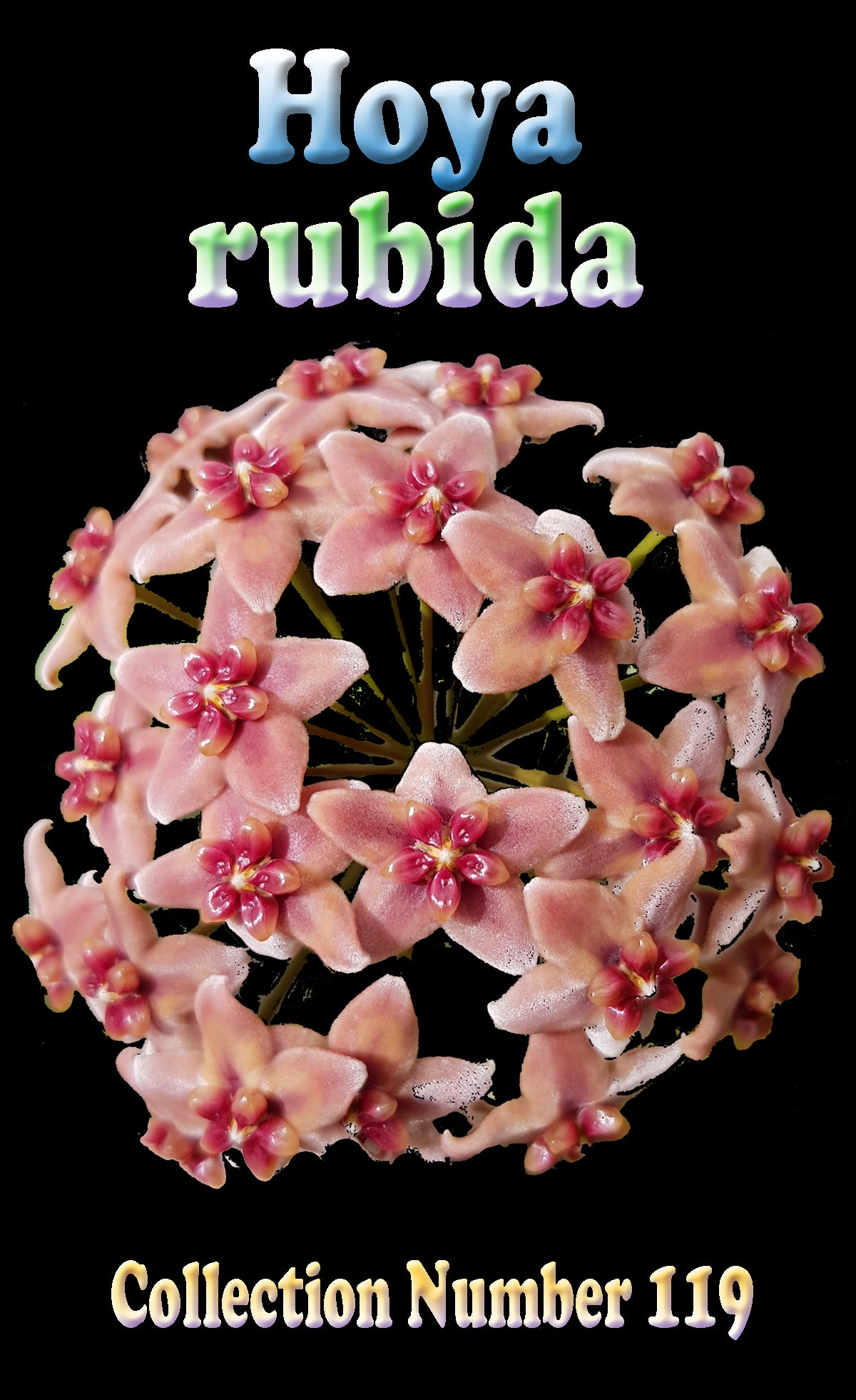 Hoya rubida H119 feature image showing pink flower cluster