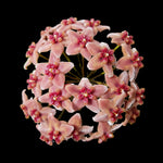 Hoya rubida H119 showing rounded cluster of pink flowers