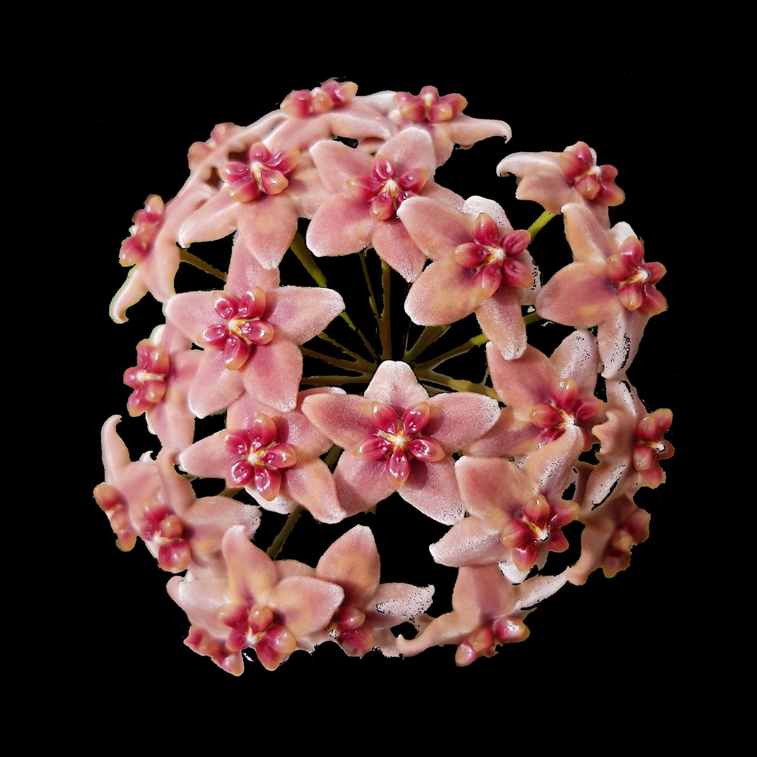 Hoya rubida H119 showing rounded cluster of pink flowers