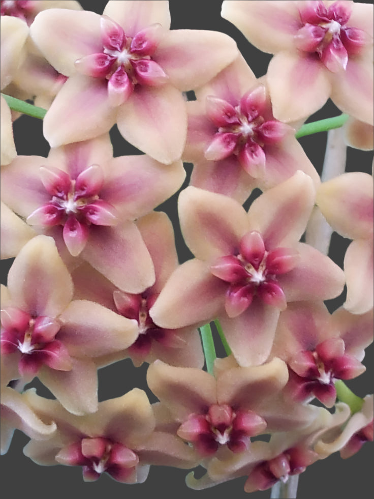 Hoya rubida H119 close-up showing pink flowers and darker centres