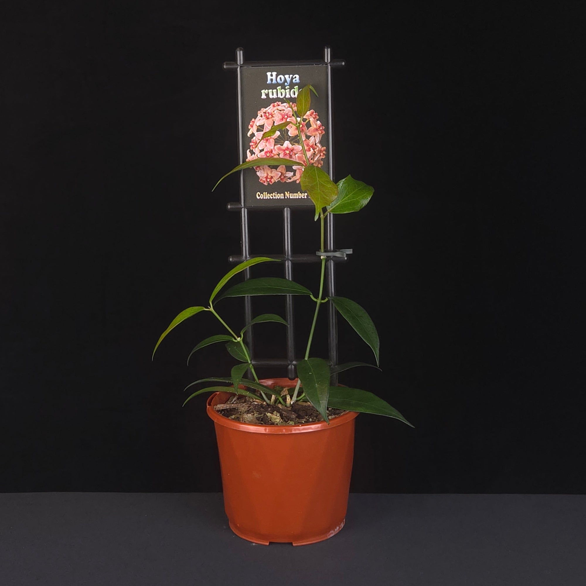 Hoya rubida H119 growing on support in nursery pot
